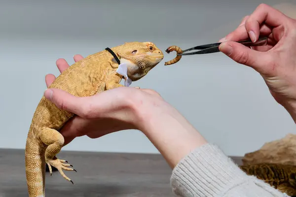 stock image A woman lovingly feeds her bearded dragon, a moment of tender care that highlights the special bond between humans and reptiles. 