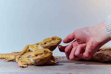 İki sakallı ejderhanın yakın plan fotoğrafı sarı deri dokusunu, kırmızı gözlerini ve keskin pençelerini ortaya çıkarıyor..