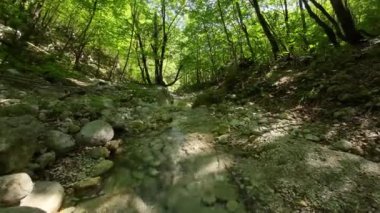 FPV insansız hava aracı bir yaz günü taze içme suyuyla ormanın yukarısında hareket ediyor.. 