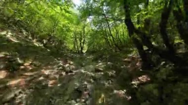 FPV insansız hava aracı bir yaz günü taze içme suyuyla ormanın yukarısında hareket ediyor.. 