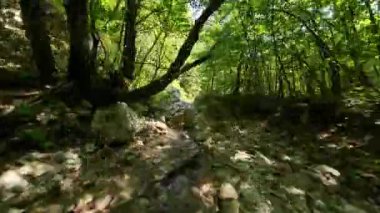 FPV insansız hava aracı bir yaz günü taze içme suyuyla ormanın yukarısında hareket ediyor.. 