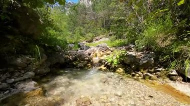 FPV insansız hava aracı bir yaz günü taze içme suyuyla ormanın yukarısında hareket ediyor.. 