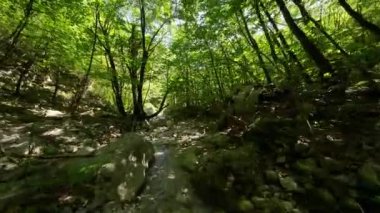 FPV insansız hava aracı bir yaz günü taze içme suyuyla ormanın yukarısında hareket ediyor.. 