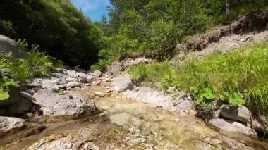 FPV insansız hava aracı bir yaz günü taze içme suyuyla ormanın yukarısında hareket ediyor.. 