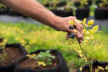 Bu genç yaban mersini fideleri büyümeye hazır, gelecekteki hasadı temsil ederek ferahlatıcı ve besleyici yaban mersini suları üretecekler..