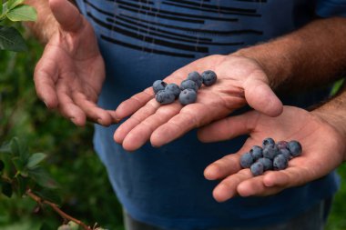 Kendini adamış bir baba ve oğul takımı, aile bağlarını güçlendirerek hasat kalitesini sağlamak için yaban mersini bitkilerini dikkatle inceliyor..