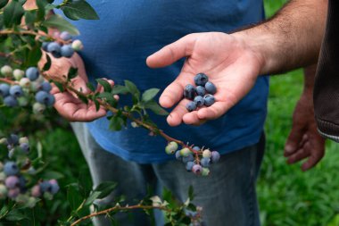 Kendini adamış bir baba ve oğul takımı, aile bağlarını güçlendirerek hasat kalitesini sağlamak için yaban mersini bitkilerini dikkatle inceliyor..