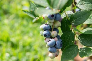 Güneş öptüğü yabanmersinleri mükemmel olgunlukta ve hasat edilmeye hazır lezzetli ve ferahlatıcı bir meyve suyu yapmak için ideal..