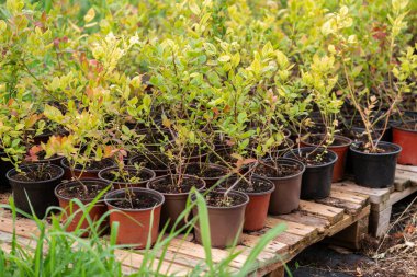 Bu genç yaban mersini fideleri büyümeye hazır, gelecekteki hasadı temsil ederek ferahlatıcı ve besleyici yaban mersini suları üretecekler..