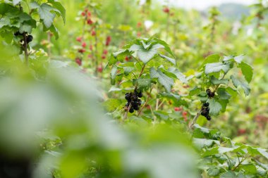 Güneş öptüğü yabanmersinleri mükemmel olgunlukta ve hasat edilmeye hazır lezzetli ve ferahlatıcı bir meyve suyu yapmak için ideal..