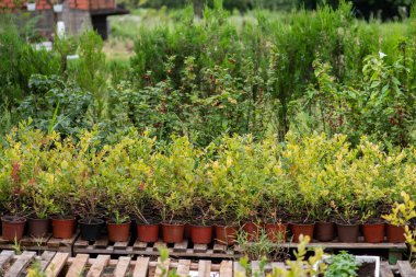 Bu genç yaban mersini fideleri büyümeye hazır, gelecekteki hasadı temsil ederek ferahlatıcı ve besleyici yaban mersini suları üretecekler..