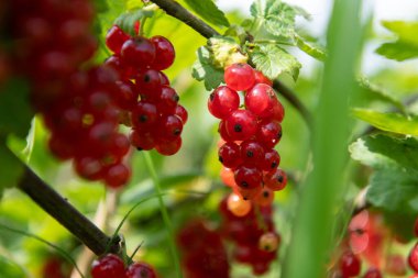 Güneş öptüğü yabanmersinleri mükemmel olgunlukta ve hasat edilmeye hazır lezzetli ve ferahlatıcı bir meyve suyu yapmak için ideal..
