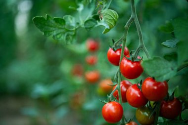 Bu yemyeşil, olgun domatesler, sürdürülebilir bir serada yetiştirilmiş, canlı renklerini ve tazeliklerini sergiliyorlar, sıradışı bir lezzet ve besin değeri vaat ediyorlar..