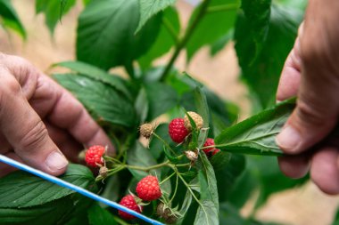 Yumuşak bir el olgun, sulu ahudududulara uzanır, bahçeden taze meyve toplamanın neşesini somutlaştırır..
