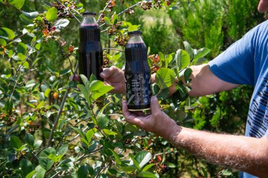 This vibrant, dark blueberry juice in a glass bottle captures the essence of freshness and health, showcasing the premium produce from our dedicated mini farm. clipart