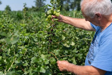 Kıdemli çiftçi, hasatının kalitesini ve ilerlemesini kontrol ederken yıllar süren deneyimini de göz önüne alarak yabanmersini tarlalarını inceliyor.