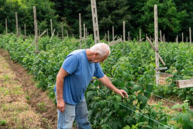Kıdemli çiftçi, hasatının kalitesini ve ilerlemesini kontrol ederken yıllar süren deneyimini de göz önüne alarak yabanmersini tarlalarını inceliyor.