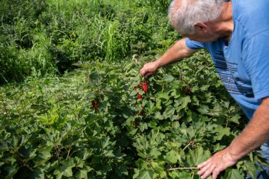 Kıdemli çiftçi, hasatının kalitesini ve ilerlemesini kontrol ederken yıllar süren deneyimini de göz önüne alarak yabanmersini tarlalarını inceliyor.