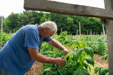 Yumuşak bir el olgun, sulu ahudududulara uzanır, bahçeden taze meyve toplamanın neşesini somutlaştırır..