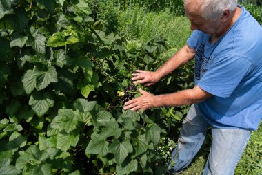 Kıdemli çiftçi, hasatının kalitesini ve ilerlemesini kontrol ederken yıllar süren deneyimini de göz önüne alarak yabanmersini tarlalarını inceliyor.