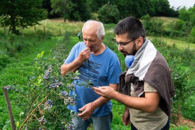 Kendini adamış bir baba ve oğul takımı, aile bağlarını güçlendirerek hasat kalitesini sağlamak için yaban mersini bitkilerini dikkatle inceliyor..
