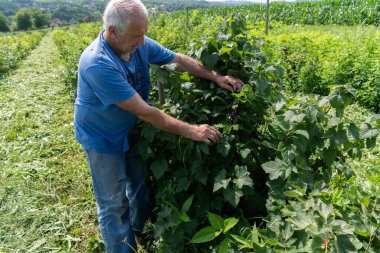 Kıdemli çiftçi, hasatının kalitesini ve ilerlemesini kontrol ederken yıllar süren deneyimini de göz önüne alarak yabanmersini tarlalarını inceliyor.