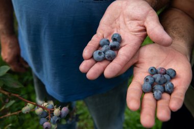 Kendini adamış bir baba ve oğul takımı, aile bağlarını güçlendirerek hasat kalitesini sağlamak için yaban mersini bitkilerini dikkatle inceliyor..