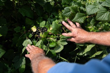 Kıdemli çiftçi, hasatının kalitesini ve ilerlemesini kontrol ederken yıllar süren deneyimini de göz önüne alarak yabanmersini tarlalarını inceliyor.
