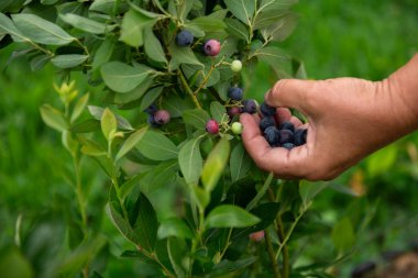Bir kadın eli nazikçe olgun yaban mersinlerine uzanır ve güneşli bir bahçede taze, organik meyveler toplamanın sevincini gösterir..