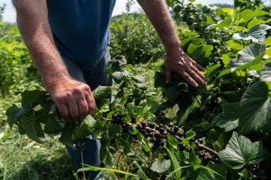 Kıdemli çiftçi, hasatının kalitesini ve ilerlemesini kontrol ederken yıllar süren deneyimini de göz önüne alarak yabanmersini tarlalarını inceliyor.