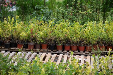 Bu genç yaban mersini fideleri büyümeye hazır, gelecekteki hasadı temsil ederek ferahlatıcı ve besleyici yaban mersini suları üretecekler..
