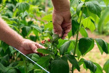 Yumuşak bir el olgun, sulu ahudududulara uzanır, bahçeden taze meyve toplamanın neşesini somutlaştırır..
