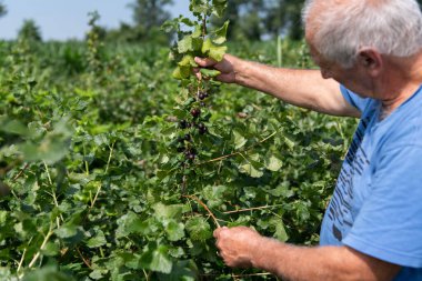 Kıdemli çiftçi, hasatının kalitesini ve ilerlemesini kontrol ederken yıllar süren deneyimini de göz önüne alarak yabanmersini tarlalarını inceliyor.