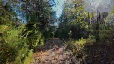 Ağaçlar ve güneş ışığıyla çevrili, manzaralı bir orman yolunda koşan bir adamın FPV görüntüsü. Açık hava fitness, sağlıklı yaşam tarzı, ve dayanıklılık ve motivasyon için atletik eğitim