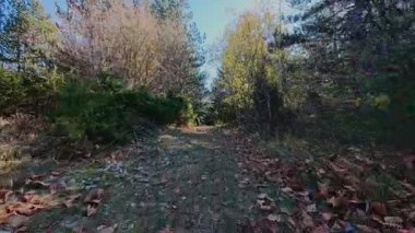 Dağlardaki bir sonbahar ormanında koşan dişi bir koşucunun gizli bir fotoğrafı. Sabah sporları aktif yaşam tarzı, uygunluk, dayanıklılık ve doğa odaklı eğitim maratonunu gözler önüne seriyor