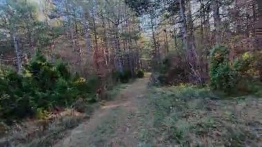 Bereketli yeşilliklerle, canlı yeşilliklerle ve gölgelikten süzülen yumuşak güneş ışınlarıyla çevrili huzurlu bir orman yolunda yürü. Yürüyüş ve doğa macerası için mükemmel sakin, manzaralı bir patika.