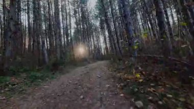 Bereketli yeşilliklerle, canlı yeşilliklerle ve gölgelikten süzülen yumuşak güneş ışınlarıyla çevrili huzurlu bir orman yolunda yürü. Yürüyüş ve doğa macerası için mükemmel sakin, manzaralı bir patika.