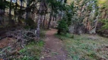 Bereketli yeşilliklerle, canlı yeşilliklerle ve gölgelikten süzülen yumuşak güneş ışınlarıyla çevrili huzurlu bir orman yolunda yürü. Yürüyüş ve doğa macerası için mükemmel sakin, manzaralı bir patika.