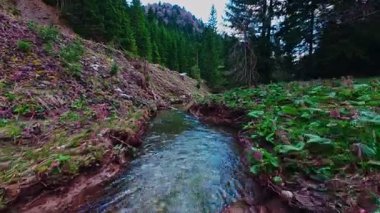 Sihirli bir ormanda, yosun kaplı yeşil taşlar, yemyeşil yapraklar ve akan sularla dolu temiz bir tatlı su deresinin üzerinde süzülen alçak hava dronu görüntüsü. Huzurlu, sinematik bir doğa sahnesi..