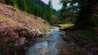 Sihirli bir ormanda, yosun kaplı yeşil taşlar, yemyeşil yapraklar ve akan sularla dolu temiz bir tatlı su deresinin üzerinde süzülen alçak hava dronu görüntüsü. Huzurlu, sinematik bir doğa sahnesi..