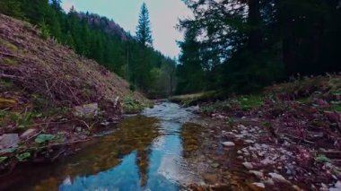 Sihirli bir ormanda, yosun kaplı yeşil taşlar, yemyeşil yapraklar ve akan sularla dolu temiz bir tatlı su deresinin üzerinde süzülen alçak hava dronu görüntüsü. Huzurlu, sinematik bir doğa sahnesi..