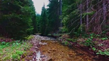 Sihirli bir ormanda, yosun kaplı yeşil taşlar, yemyeşil yapraklar ve akan sularla dolu temiz bir tatlı su deresinin üzerinde süzülen alçak hava dronu görüntüsü. Huzurlu, sinematik bir doğa sahnesi..