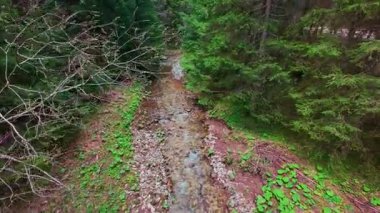 Büyülü bir ormanda, yosun kaplı yeşil taşlar, yemyeşil yapraklar ve akan sularla dolu temiz bir tatlı su deresinin üzerinde süzülen dikey alçak hava dronu görüntüsü. Huzurlu, sinematik bir doğa sahnesi..