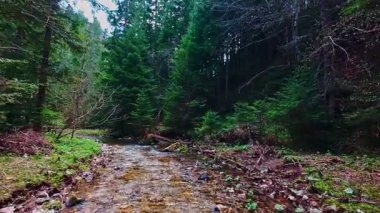Büyülü bir ormanda, yosun kaplı yeşil taşlar, yemyeşil yapraklar ve akan sularla dolu temiz bir tatlı su deresinin üzerinde süzülen dikey alçak hava dronu görüntüsü. Huzurlu, sinematik bir doğa sahnesi..