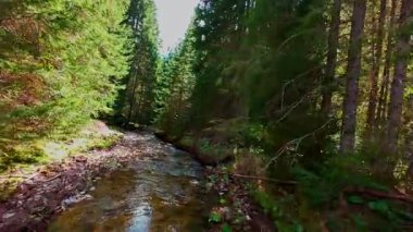 Büyülü bir ormanda, yosun kaplı yeşil taşlar, yemyeşil yapraklar ve akan sularla dolu temiz bir tatlı su deresinin üzerinde süzülen dikey alçak hava dronu görüntüsü. Huzurlu, sinematik bir doğa sahnesi..