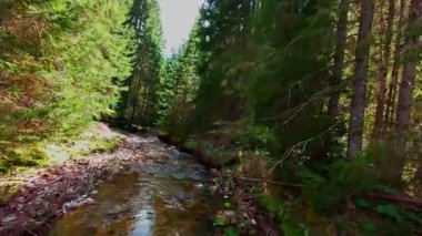 Sihirli bir ormanda, yosun kaplı yeşil taşlar, yemyeşil yapraklar ve akan sularla dolu temiz bir tatlı su deresinin üzerinde süzülen alçak hava dronu görüntüsü. Huzurlu, sinematik bir doğa sahnesi..