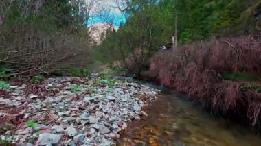 Büyülü bir ormanda, yosun kaplı yeşil taşlar, yemyeşil yapraklar ve akan sularla dolu temiz bir tatlı su deresinin üzerinde süzülen dikey alçak hava dronu görüntüsü. Huzurlu, sinematik bir doğa sahnesi..