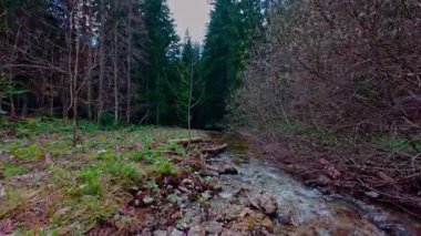 Sihirli bir ormanda, yosun kaplı yeşil taşlar, yemyeşil yapraklar ve akan sularla dolu temiz bir tatlı su deresinin üzerinde süzülen alçak hava dronu görüntüsü. Huzurlu, sinematik bir doğa sahnesi..