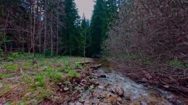 Büyülü bir ormanda, yosun kaplı yeşil taşlar, yemyeşil yapraklar ve akan sularla dolu temiz bir tatlı su deresinin üzerinde süzülen dikey alçak hava dronu görüntüsü. Huzurlu, sinematik bir doğa sahnesi..