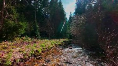 Sihirli bir ormanda, yosun kaplı yeşil taşlar, yemyeşil yapraklar ve akan sularla dolu temiz bir tatlı su deresinin üzerinde süzülen alçak hava dronu görüntüsü. Huzurlu, sinematik bir doğa sahnesi..